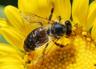 beeswax. bee. flower