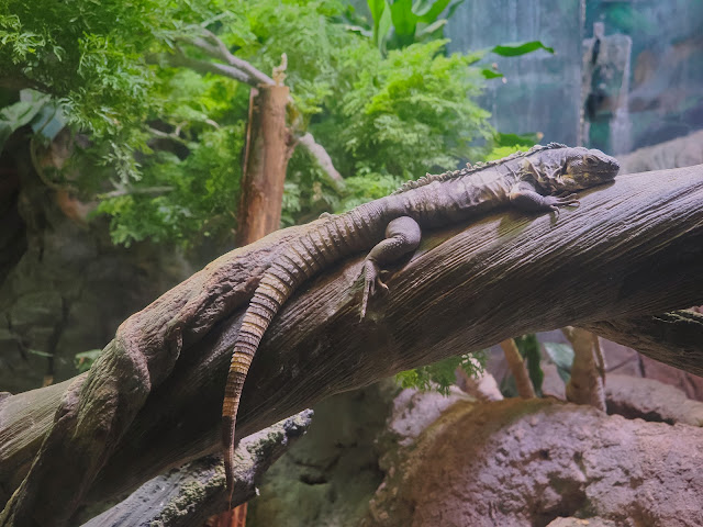 jiemve, le temps d'une pose, Gênes, Genova, aquarium, reptile, iguane