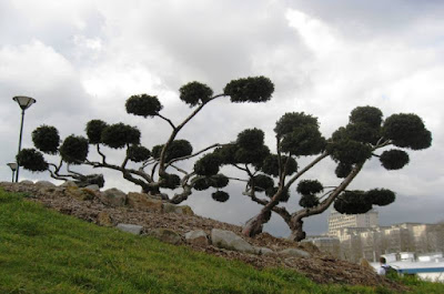 Interesting tree on the bank of the Seine