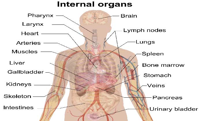 do you know facts about human body?