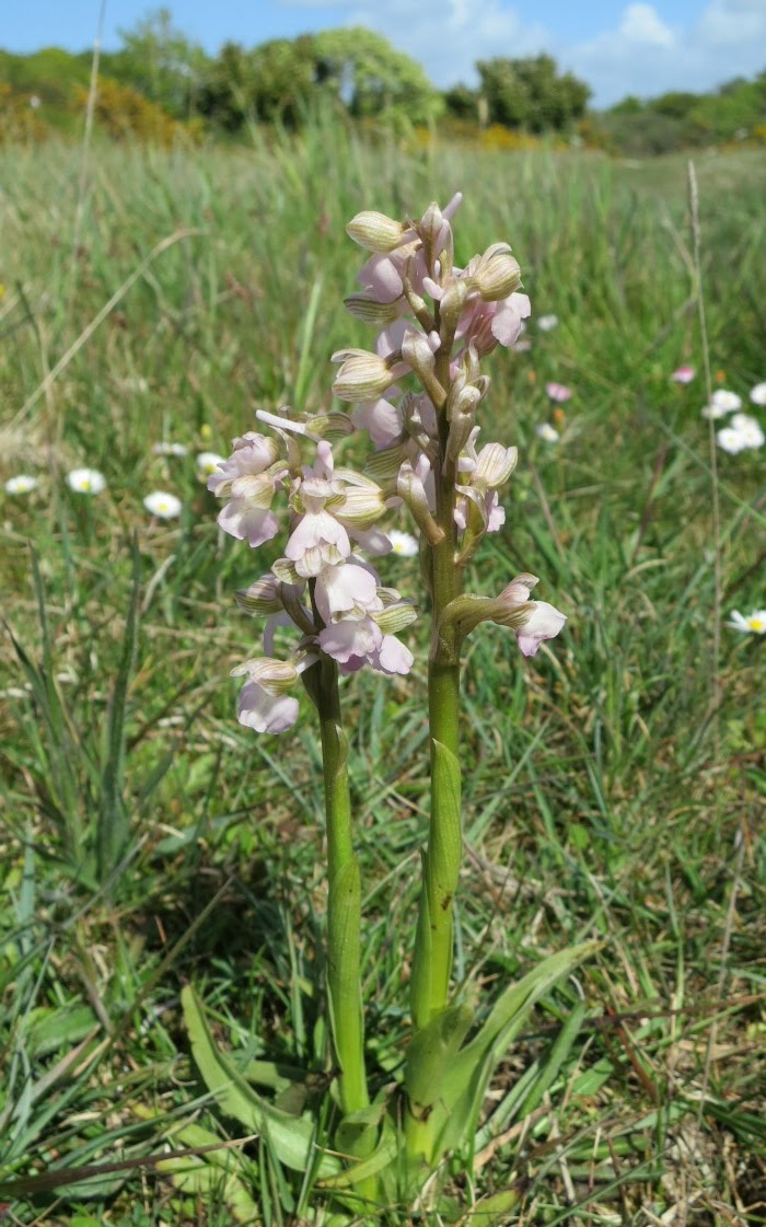 Variété blanche de l'orchis bouffon