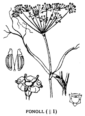 fonoll, fonolls, fenoll, fenolls, fenollo, cenojo, cenollo, faeniculum vulgare, fenŭcŭlu – valensiá fenoll de rabosa, anís, comí, comino