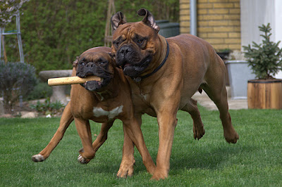 Bull Mastiff