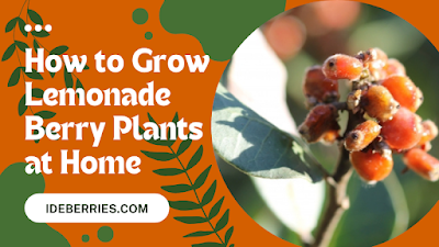 How to Grow Lemonade Berry Plants at Home