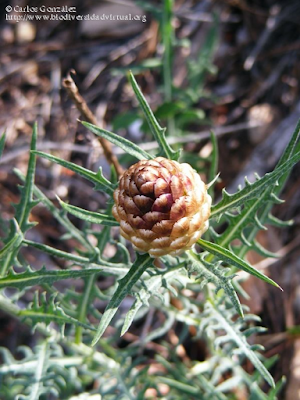 http://www.biodiversidadvirtual.org/herbarium/Rhaponticum-coniferum-%28L.%29-Greuter-img172572.html