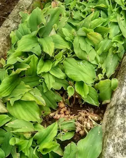 Manfaat Kencur Untuk Kesehatan