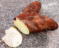 A root of dioscorea rotundata yam is resting on a concrete pavement with the head sliced off showing the pale yellow cross section.