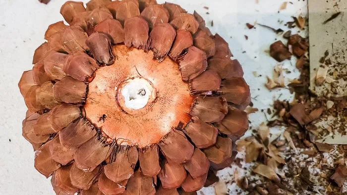 top of pinecone pumpkin before adding stem