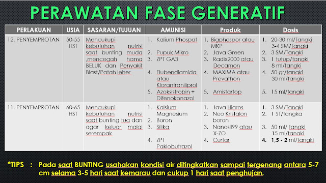 cara perawatan padi fase generatif