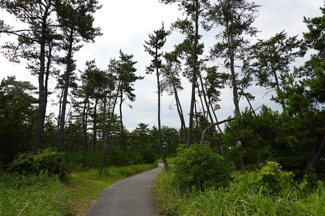 鳥取県米子市河崎　松林