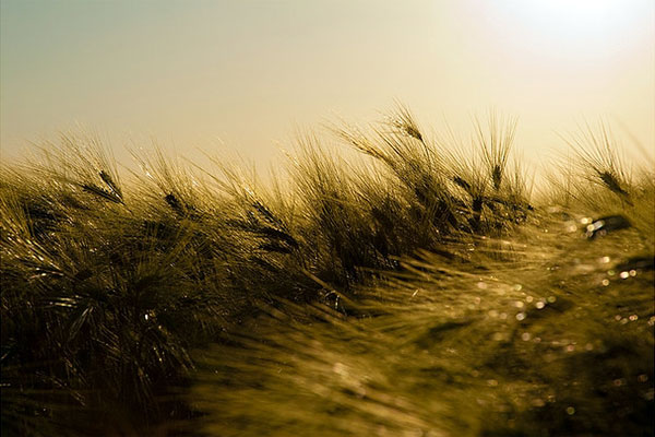 Un campo de cereales mecidos por el viento.