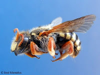 Anthidium chilense