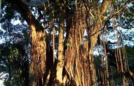 Floresta Estadual Antimary 