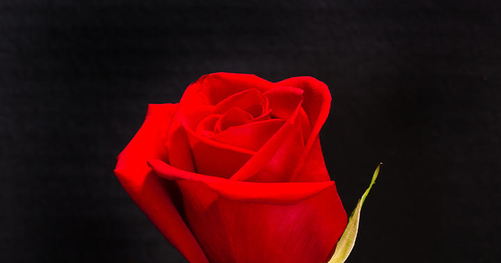 Galeri Kumpulan Gambar Bunga Mawar Merah Cantik dan Indah ...