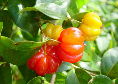 Buah Dewandaru itu cukup mungil dengan warna yang cerah dan bentuk yang menarik MANFAAT YANG TERKANDUNG PADA BUAH LANGKA DEWANDARU