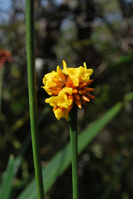 Stegolepis guianensis, Blüte