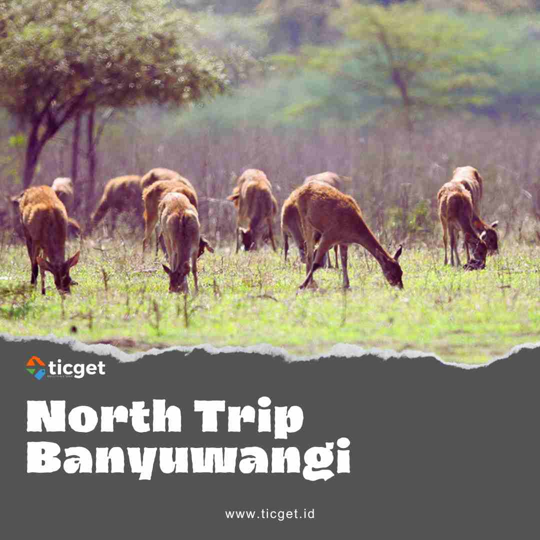 Explore the breathtaking beauty of Nort trip Banyuwangi Little Africa and snorkeling, also known as Baluran National Park, with North Trip. Our guided tours immerse you in the splendor of this unique destination, allowing you to witness the wildlife, savannah, and stunning landscapes that make it a must-visit for nature lovers and adventure seekers.