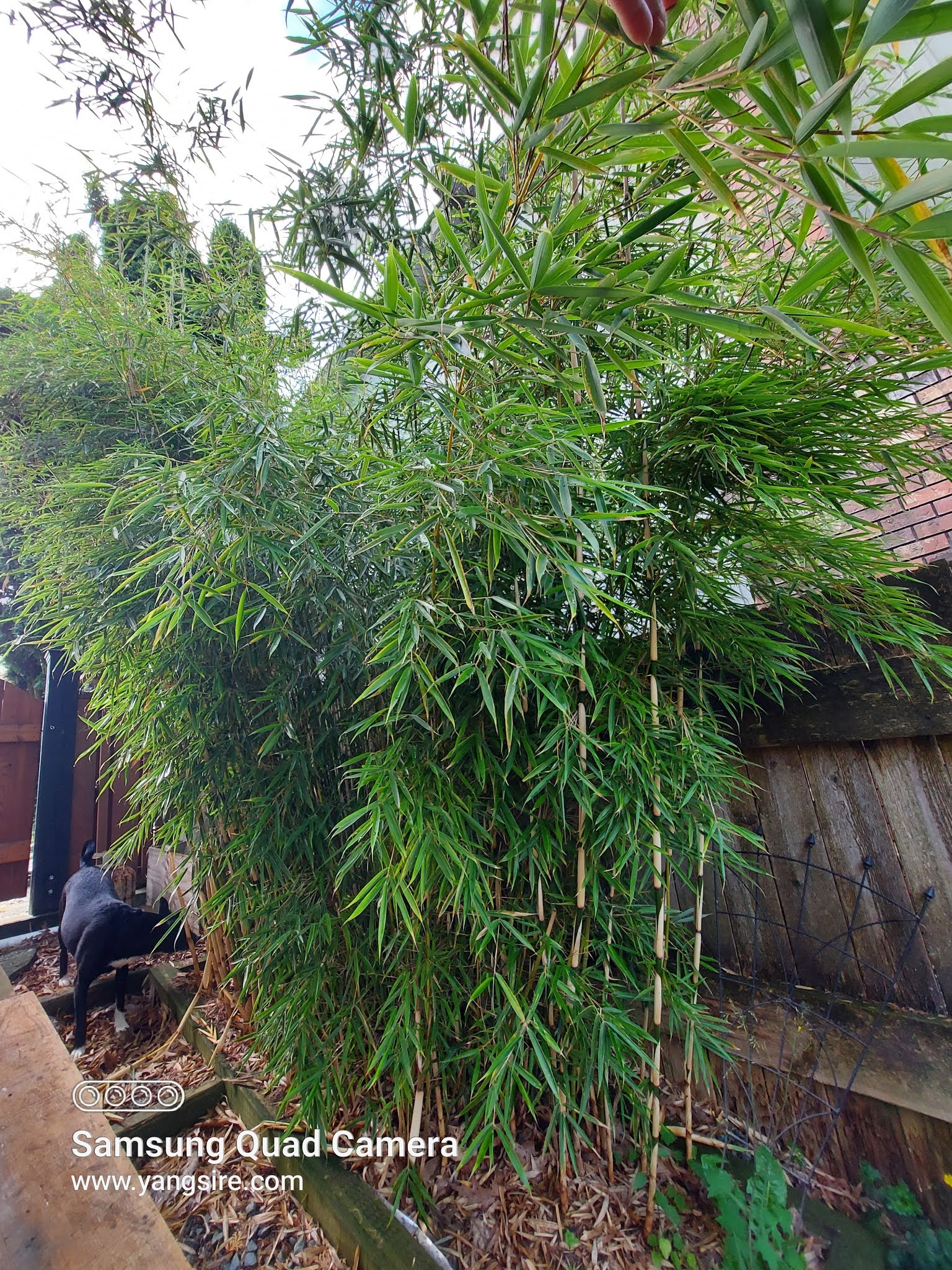 Growing bamboo in your property near neighbors house