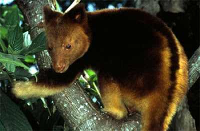 Canguro de Arbol