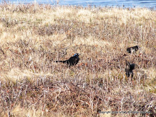 Common Grackle