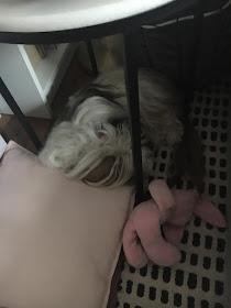 Chanel asleep under my table 