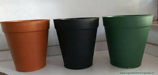 6" nursery pots