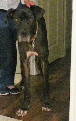 Great Dane