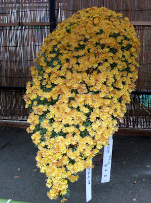 single Chrysanthemum plant with hundreds of small flowers, Jindai botanical garden, Tokyo Japan