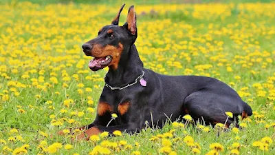 Doberman