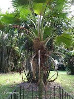 Loulu palm tree, Foster Botanical Garden - Honolulu, HI