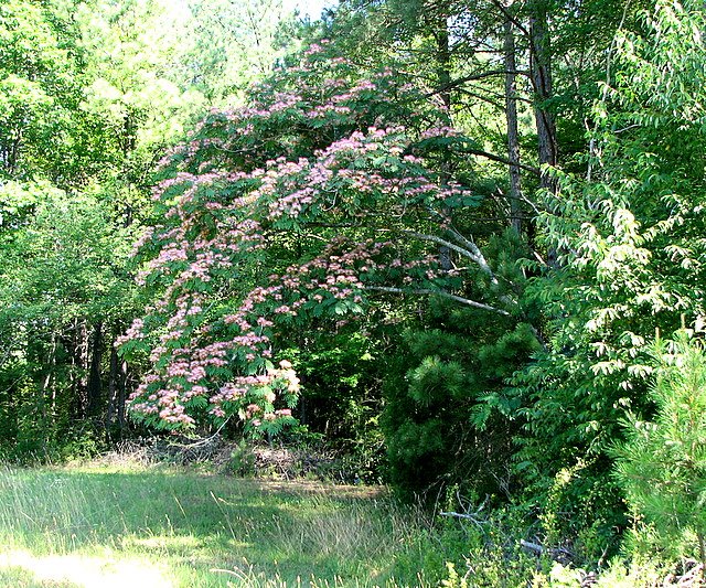 The Mimosa Tree