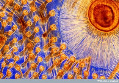 Wonderful Microscopic Images from the Natural World Seen On  www.coolpicturegallery.us