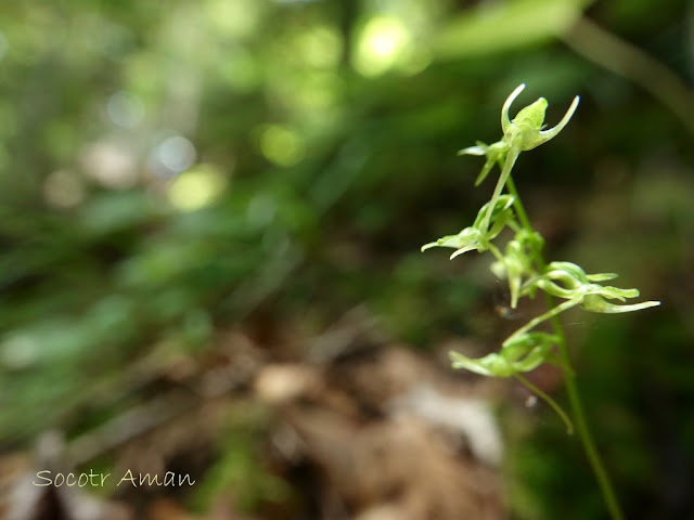 Platanthera ophrydioides