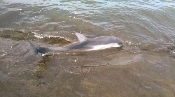 dolphins in vlora shore