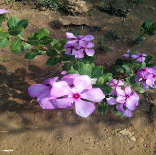 VINCA ROSEA FLOWER - நித்திய கல்யாணி பூ