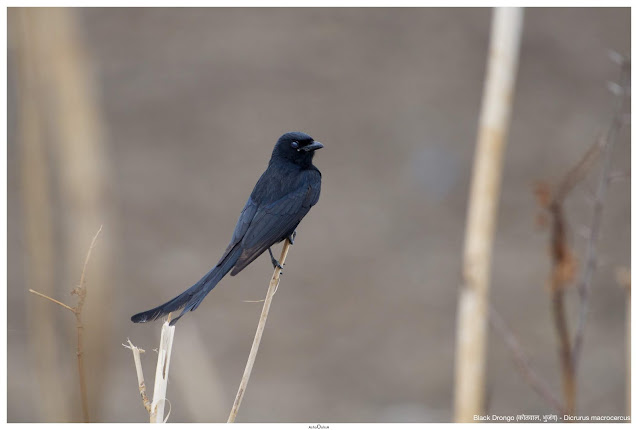 Black Drongo (कोतवाल, भुजंग) - Dicrurus macrocercus