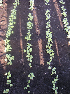 radish seedlings in muck soil