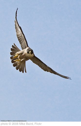 '1 of 9 Peregrine Falcon Adult, Morro Bay, CA 27 May 2008' photo (c) 2008, Mike Baird - license: http://creativecommons.org/licenses/by/2.0/