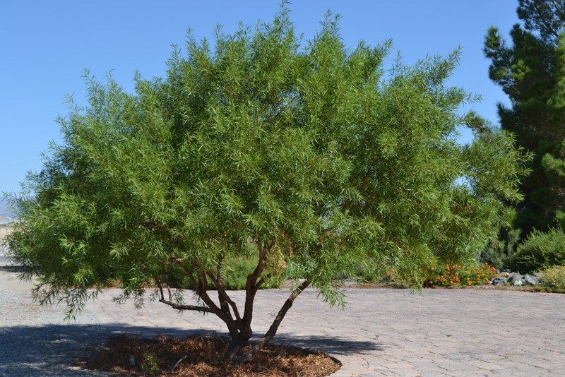 African Sumac Tree