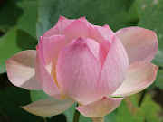 Blooming Lotus Flower (pink lotus flower dsc wp)