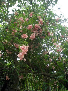 Mussaenda philippica, La Ceiba, Honduras