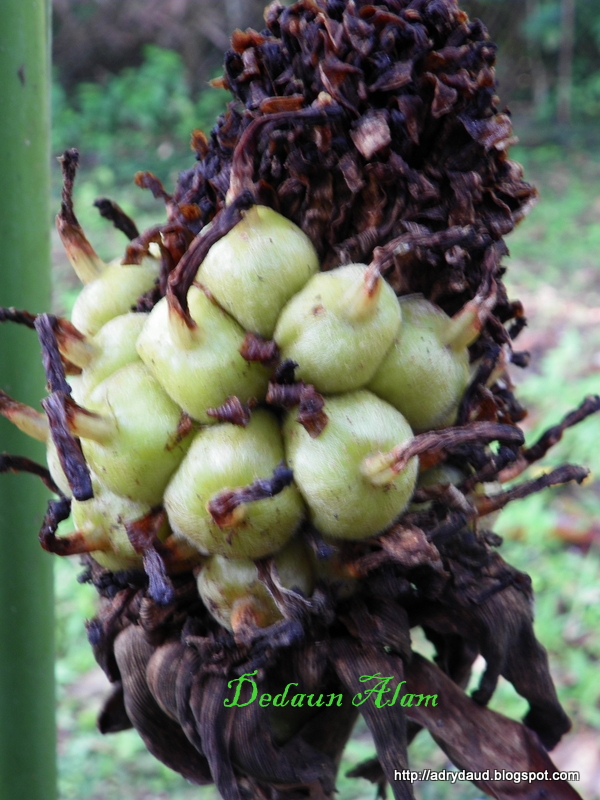 Dedaun Alam: Buah Kantan