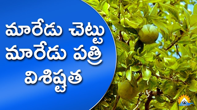 శ్రీఫలము | మారేడు చెట్టు | మారేడు కాయ | Maredu | Bael | Aegle marmelos | Maredu Chettu | Maredu Kaya | Maredu Dalam | Maredu Dhalam | Maredu Patri | Mohanpublications | Granthanidhi | Bhakthipustakalu | Bhakthi Pustakalu | Bhaktipustakalu | Bhakti Pustakalu | BhakthiBooks | MohanBooks | Bhakthi | Bhakti