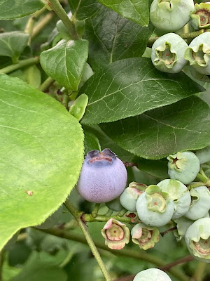 Picture of ripe and unripe blueberries on a bush