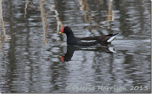 24-moorhen