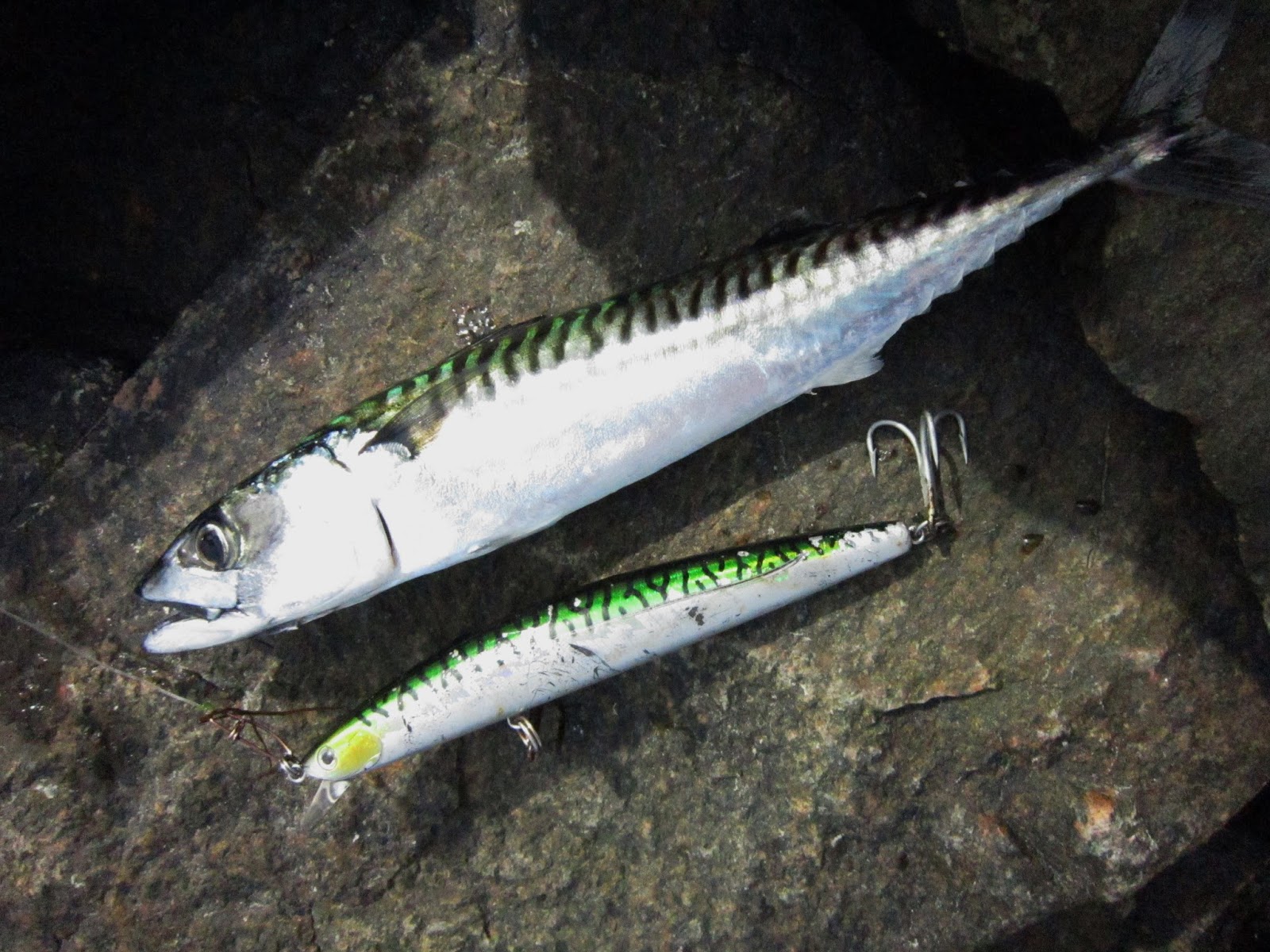 Rhode Island Striped Bass: Mackerel Imitators Scoring Big