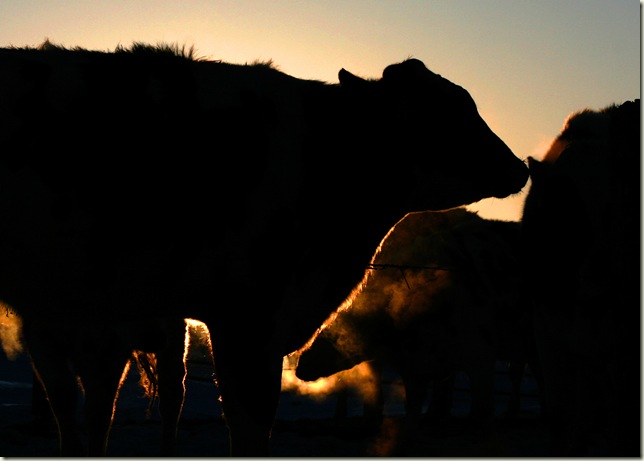 Heifer Silhouette
