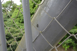 辰ノ口親水公園紫陽花園2020