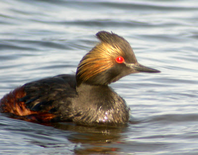 Watchers And Hunters. waterfowl hunters,