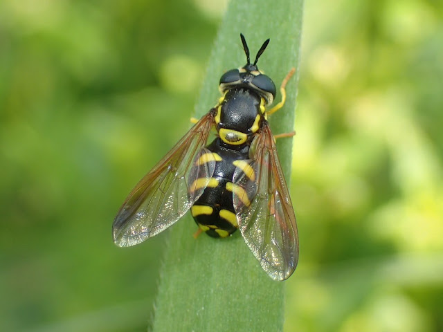 Chrysotoxum intermedium